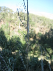 Austrostipa scabra