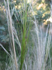 Austrostipa scabra
