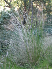 Austrostipa scabra