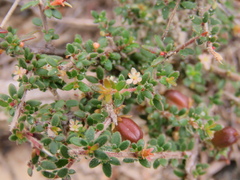 Micrantheum ericoides