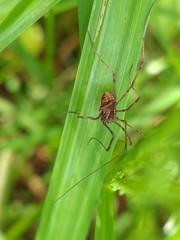 Leiobunum ventricosum