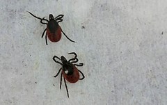 Ixodes persulcatus