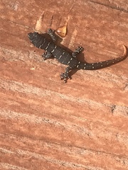 Sphaerodactylus sputator