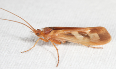 Limnephilus rhombicus