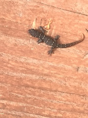 Sphaerodactylus sputator