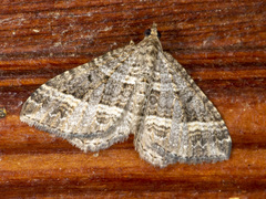 Chrysolarentia subrectaria