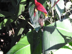 Phaethornis striigularis