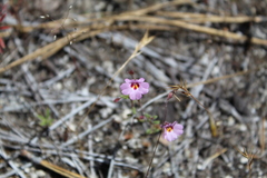 Erythranthe gracilipes