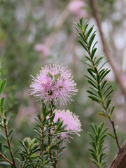 Kunzea parvifolia