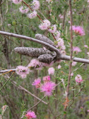 Kunzea parvifolia