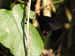 Parides erithalion