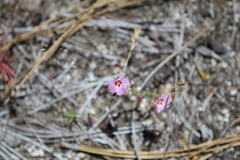 Erythranthe gracilipes