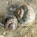 Amphibolid Snails - Photo no rights reserved, uploaded by Peter de Lange