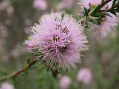Kunzea parvifolia
