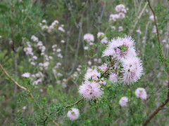 Kunzea parvifolia
