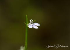 Lobelia spicata