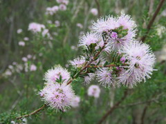 Kunzea parvifolia
