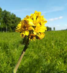 Ligularia glauca