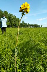 Ligularia glauca