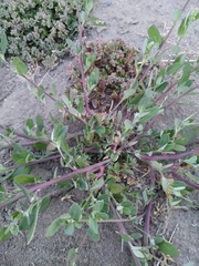 Atriplex prostrata