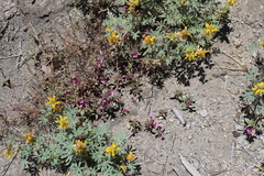 Lupinus citrinus citrinus