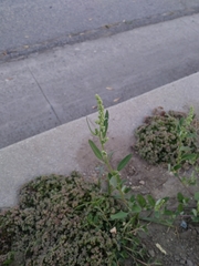Atriplex prostrata