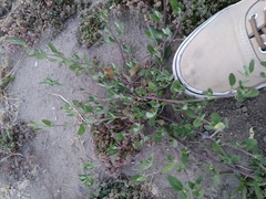 Atriplex prostrata