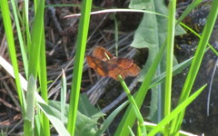 Leptostales rubromarginaria