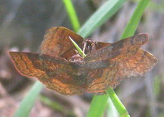 Leptostales rubromarginaria