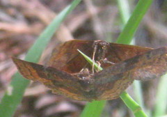 Leptostales rubromarginaria