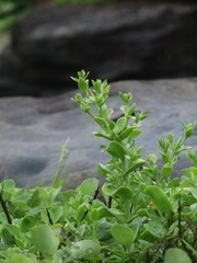 Centaurium japonicum