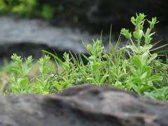 Centaurium japonicum