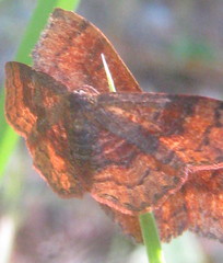 Leptostales rubromarginaria
