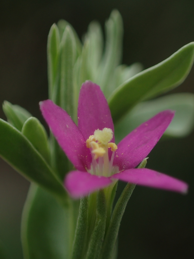 Schenkia japonica (Schenkia japonica)
