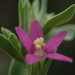 Centaurium japonicum - Photo no hay derechos reservados, subido por 葉子