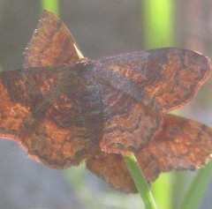 Leptostales rubromarginaria