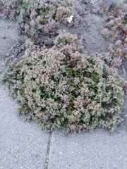 Polycarpon tetraphyllum