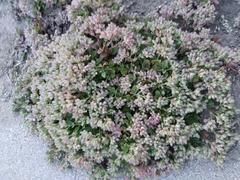 Polycarpon tetraphyllum