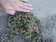 Polycarpon tetraphyllum