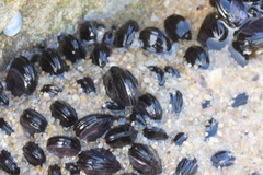 Brachidontes rostratus