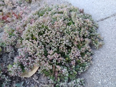 Polycarpon tetraphyllum