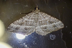 Chrysolarentia subrectaria