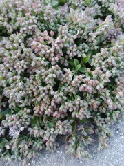 Polycarpon tetraphyllum