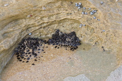 Brachidontes rostratus