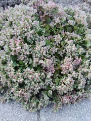 Polycarpon tetraphyllum