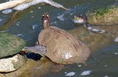 Graptemys ouachitensis