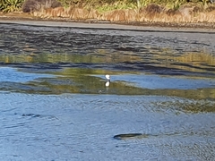 Platalea regia