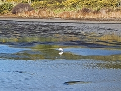 Platalea regia
