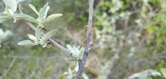 Elaeagnaceae