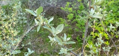 Elaeagnaceae